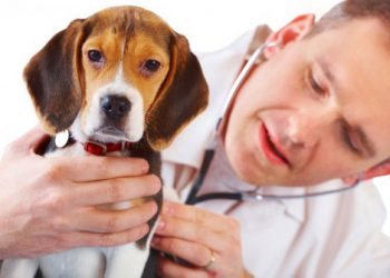 Veteriner Hekim Çağırın