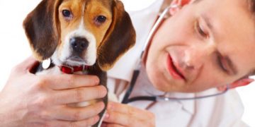 Veteriner Hekim Çağırın