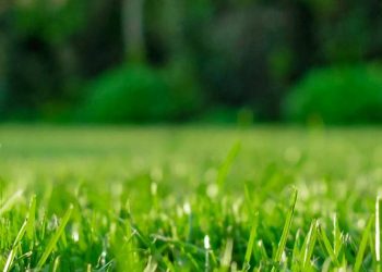 Yaşama Payı Yemlemesi Nedir?