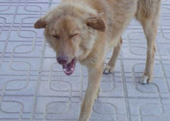 Yaşlı Köpek Ensefalitisi Nedir?