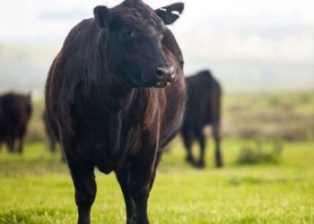 Yaşlı Sığır Besisi Nedir?