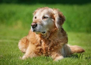 Yaşlılık Osteoporozisi Nedir?