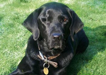 Yaşlılık Sağırlığı Nedir?