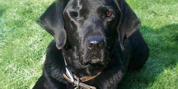 Yaşlılık Sağırlığı Nedir?