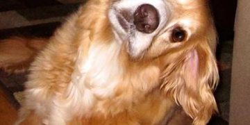 Yaşlılık Vestibüler Sendromu Nedir?