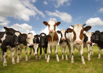 Yatakhane Etkisi Nedir?