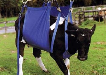 Yatalak inek sendromu Nedir?