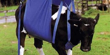 Yatalak inek sendromu Nedir?