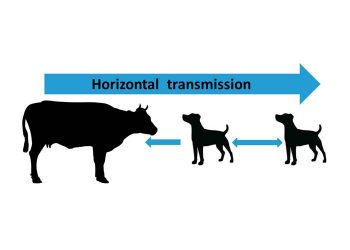 Yatay Bulaşma Nedir?