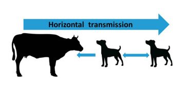 Yatay Bulaşma Nedir?