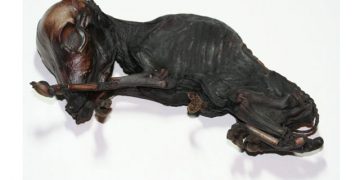 Yavrunun Mumyalaşması