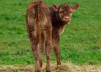 Yeni Doğanlarda IBR Karşı Korunmayı Artırmanın Yolları