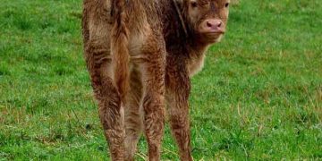 Yeni Doğanlarda IBR Karşı Korunmayı Artırmanın Yolları