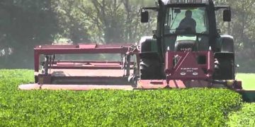 Yüksek Kalitede Yonca Silajı Hasadı ve Hazırlama