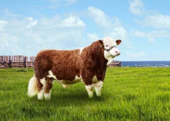 Boğa Sektöründe Yeni Genetik İndeksler