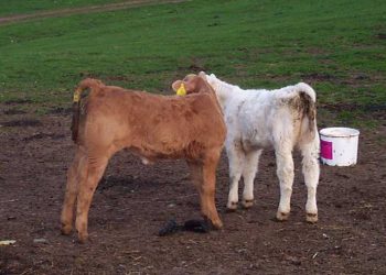 Buzağılarda Kanlı Dışkı