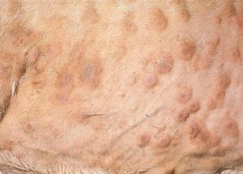 Çiftik Hayvanlarında Deri Hastalıkları