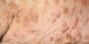 Çiftik Hayvanlarında Deri Hastalıkları