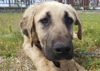 Hayvana şiddet uygulayana Hapis Cezası önerisi