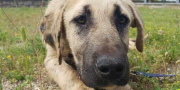 Hayvana şiddet uygulayana Hapis Cezası önerisi