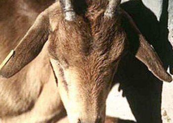 Keçi Ciğer Ağrısı (Contagious Caprine Pleuropneumonia-CCPP)