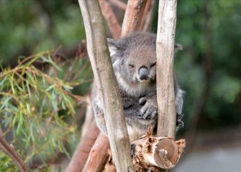 Koala neslini tükenmekten kurtaracak sağlıklı türler bulundu