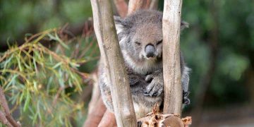 Koala neslini tükenmekten kurtaracak sağlıklı türler bulundu