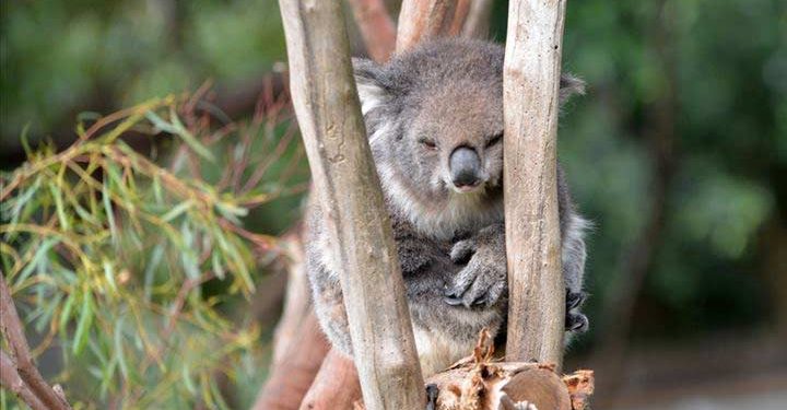 Koala neslini tükenmekten kurtaracak sağlıklı türler bulundu