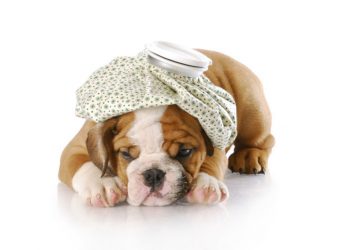 Köpeklerde Campylobacteriosis