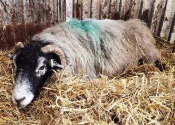 Koyunlarda Gebelik Toksemisi (Ketosis)