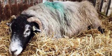 Koyunlarda Gebelik Toksemisi (Ketosis)