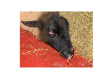 Koyunlarda Öksürük