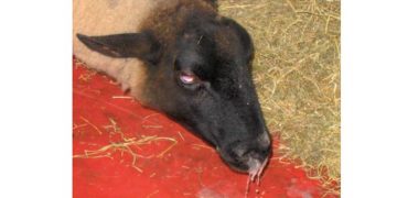 Koyunlarda Öksürük