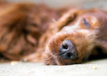 Ötanazi Nedir? Niçin Yapılır? Hangi İlaçlar Kullanılır?