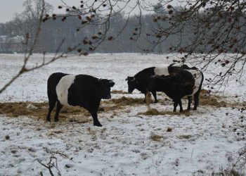 Sonbahar ve Kışa Girerken Sığırcılıkta Yapılması Gerekenler