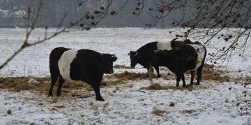 Sonbahar ve Kışa Girerken Sığırcılıkta Yapılması Gerekenler