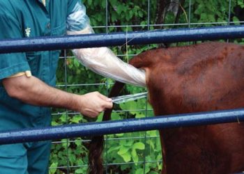 Suni Tohumlama Üzerine Bazı Öneriler