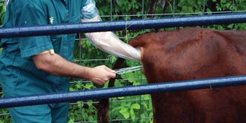 Suni Tohumlama Üzerine Bazı Öneriler