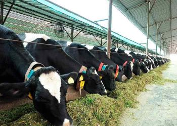 Süt Sığırcılığında Yeni Yaklaşımlar