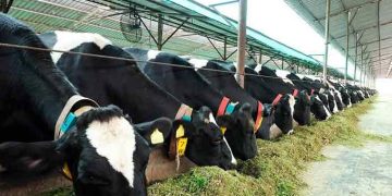 Süt Sığırcılığında Yeni Yaklaşımlar