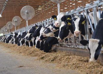 Sütçü Sığır İşletmelerinde Göstergeler ve İpuçları