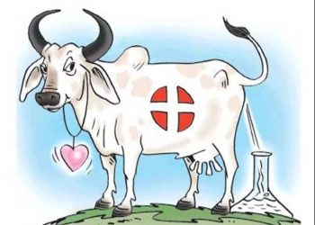 Sütçü Sığır İşletmelerinde Sağlık Standartları