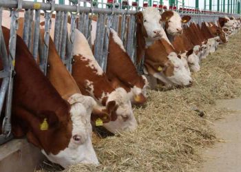 Sütçü Sığır İşletmelerinde Sıklıkla Yapılan Hatalar ve Önerilen Çözümler