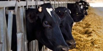 Sütçü Sığırlarda Dönemsel Besleme