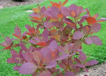 Tetra Ağacı Yaprağı