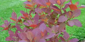 Tetra Ağacı Yaprağı