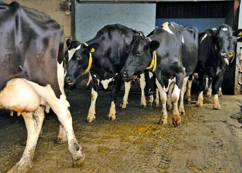 Topallık Verim Kayıplarına Yol Açar