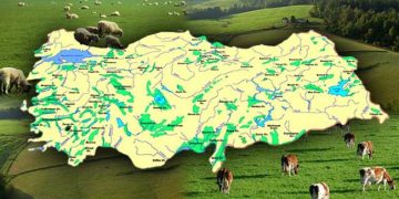 Türkiye'de Yanlış Yürütülen Hayvancılık