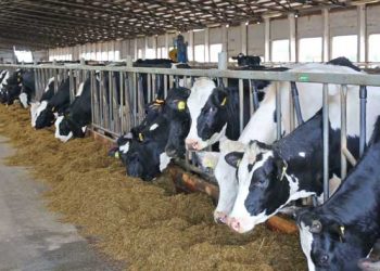 Türkiyedeki Sütçü ve Etçi Sığır İşletmelerdeki İzlenimlerim