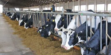 Türkiyedeki Sütçü ve Etçi Sığır İşletmelerdeki İzlenimlerim